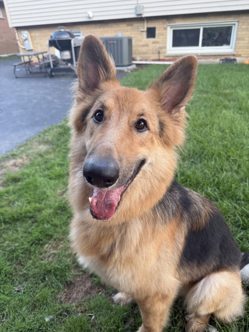 Lassie photo 1