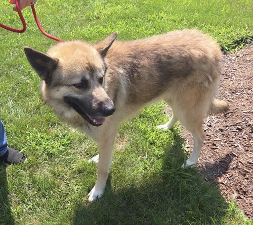 picture of the dog needing adoption