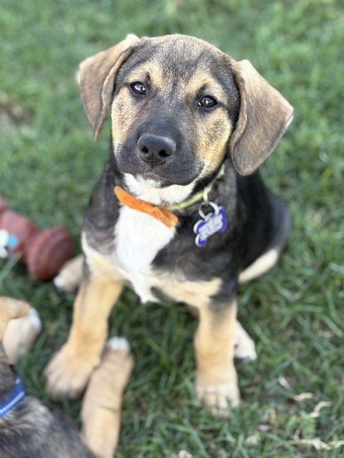 picture of the dog needing adoption