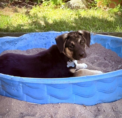 picture of the dog needing adoption