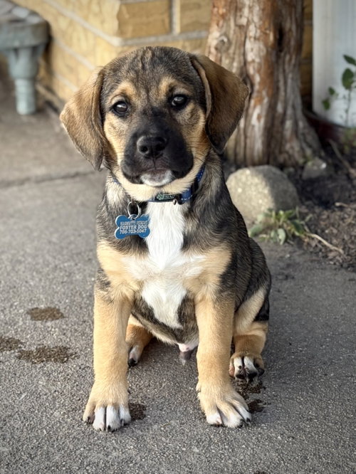 picture of the dog needing adoption
