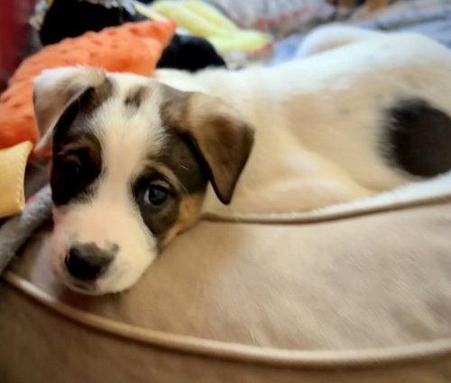 Opie photo 7