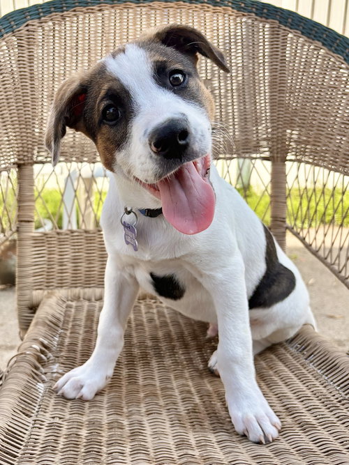 Opie photo 3