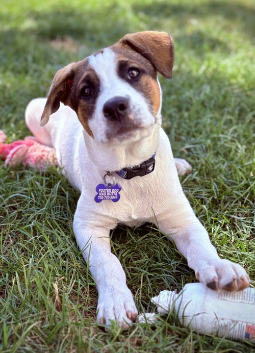 Opie photo 1