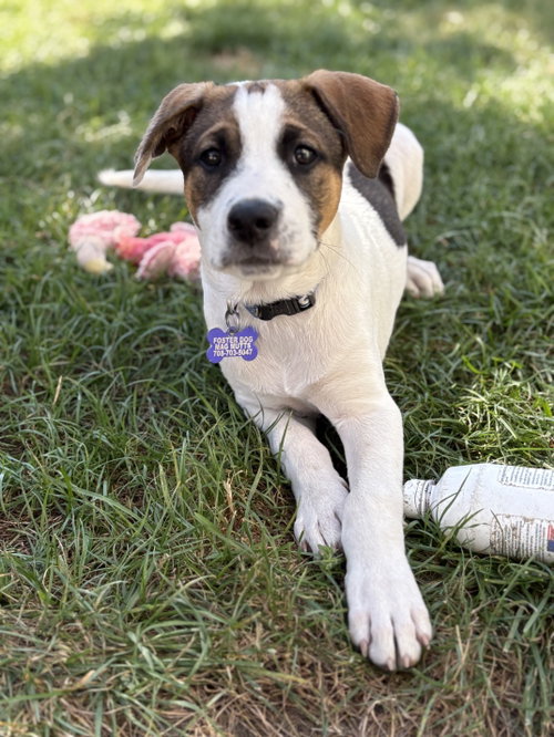 Opie photo 2