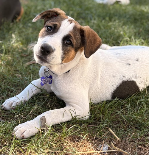 picture of the dog needing adoption