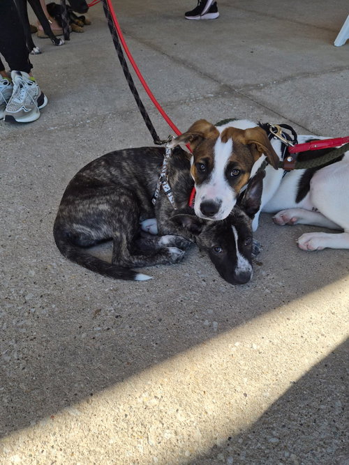 Photo 4 of Opie