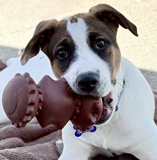 Opie, a dog for adoption from Magnificent Mutts Rescue