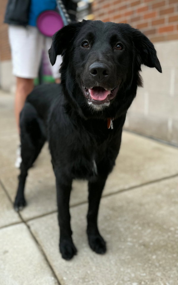 Nova