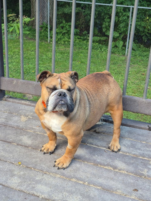 picture of the dog needing adoption