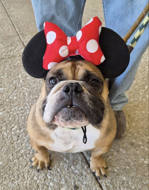 Magena, a dog for adoption from Magnificent Mutts Rescue