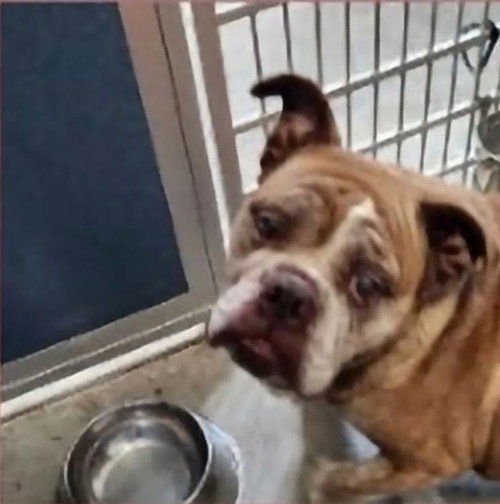 picture of the dog needing adoption