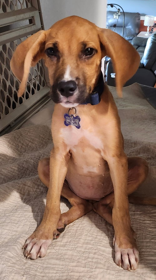 picture of the dog needing adoption