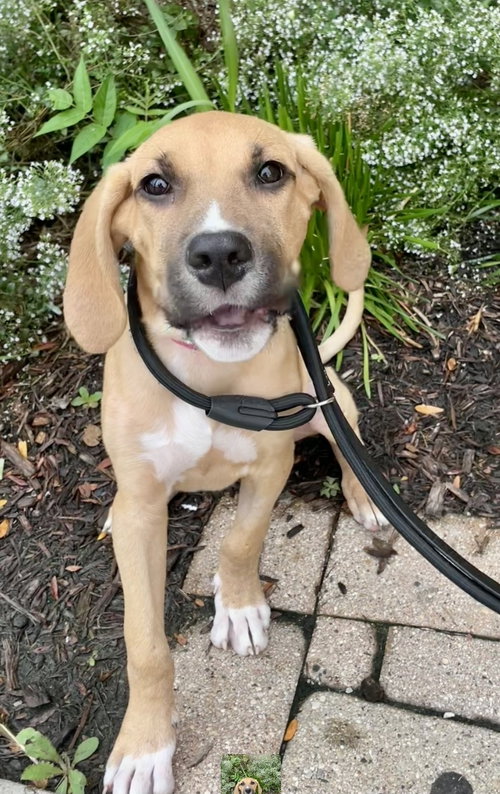 Sunshyne, a dog for adoption from Magnificent Mutts Rescue