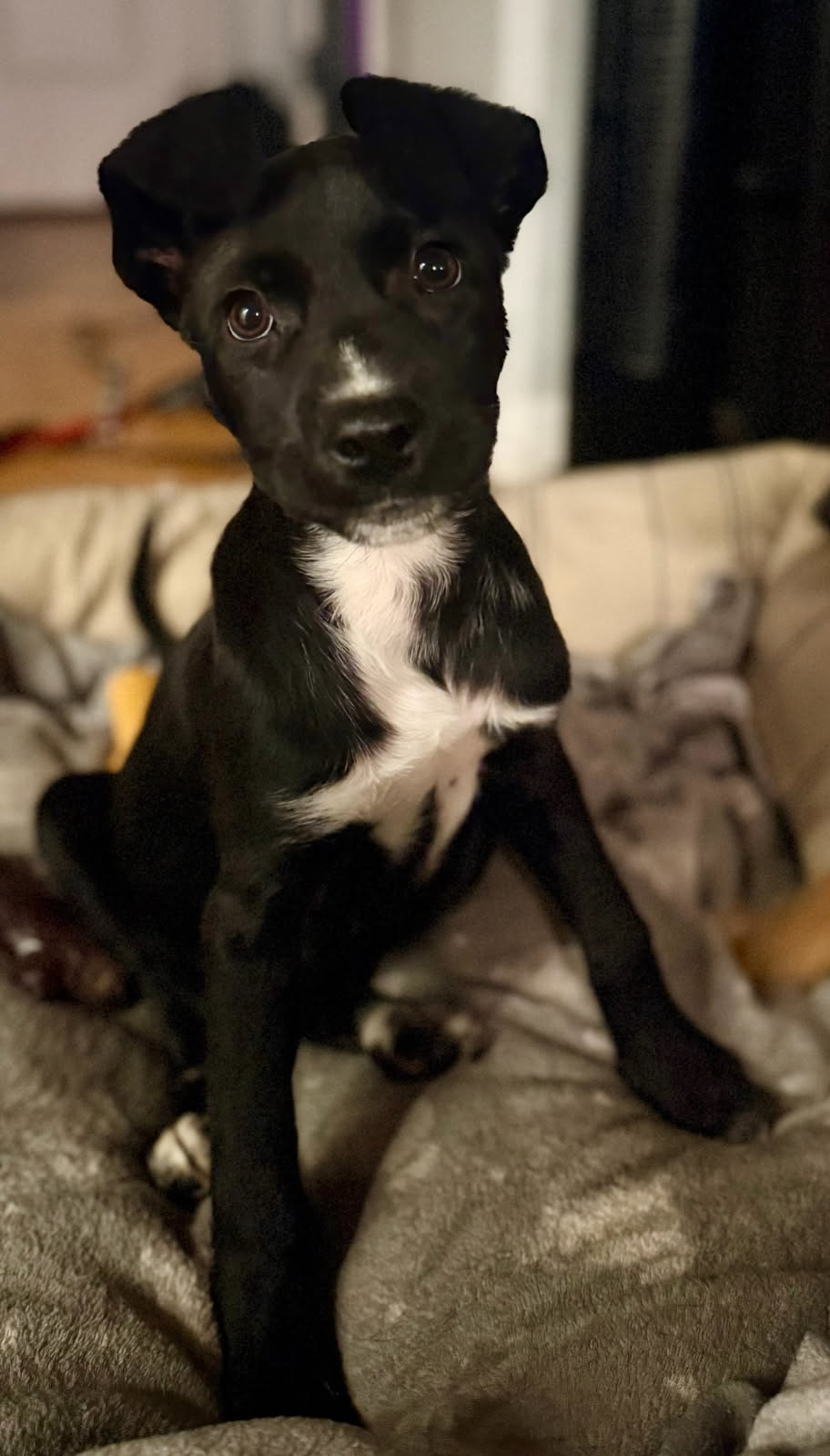 Dolly Parton, Retriever