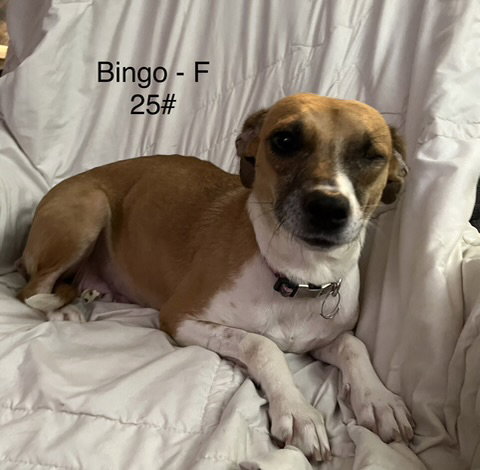 Bingo, photo 2