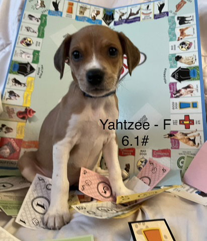 picture of the dog needing adoption
