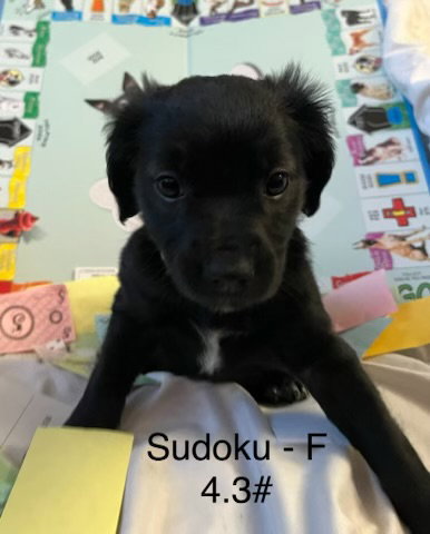 Sodoku, photo 11