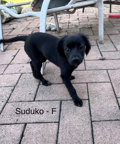 Photo 5 of Sodoku