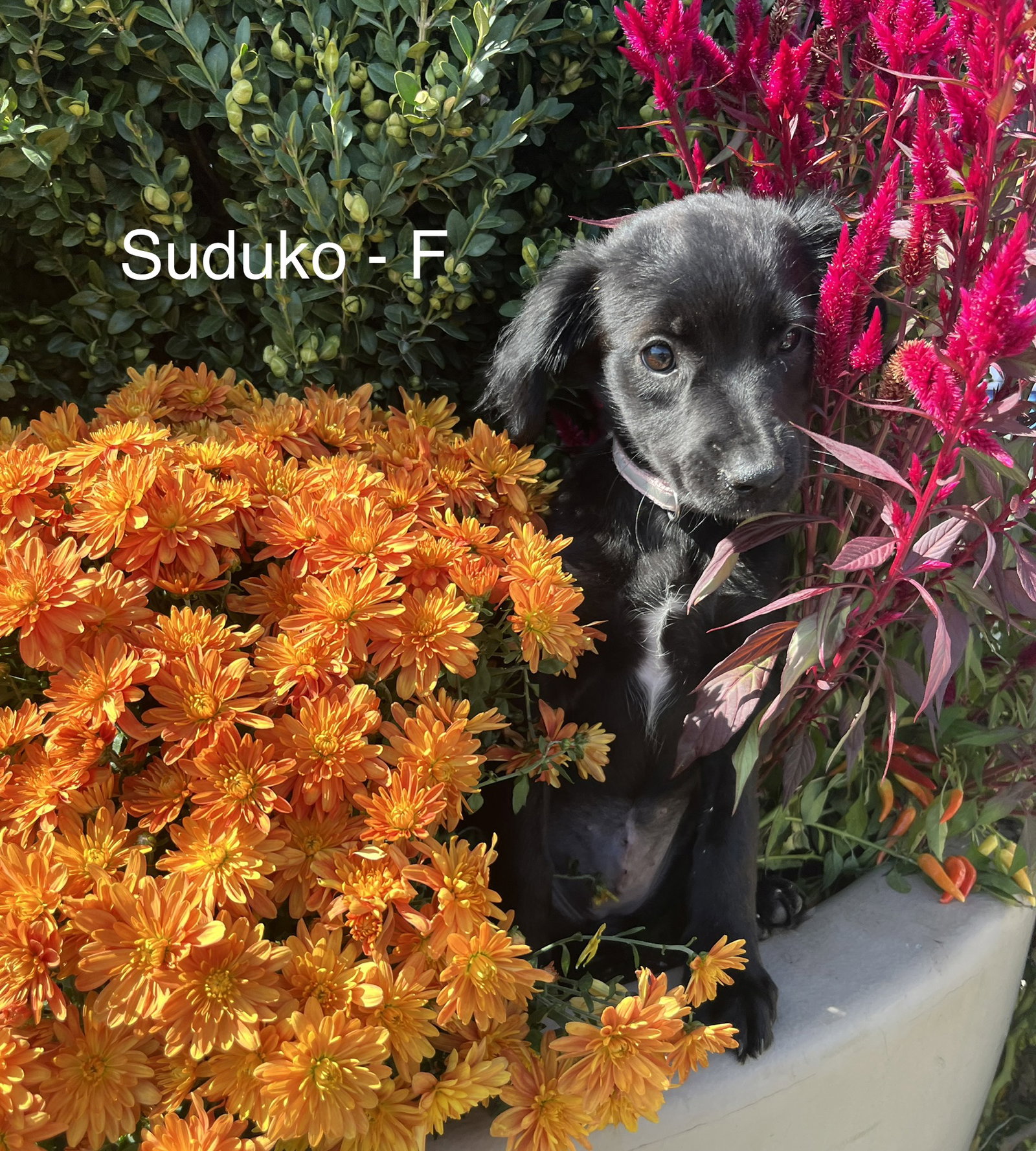 Sodoku, photo 2