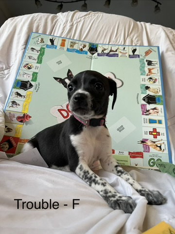 Trouble