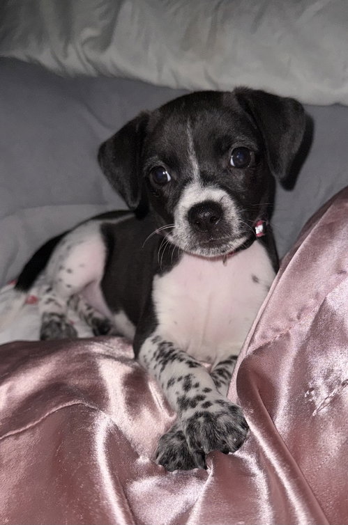 picture of the dog needing adoption
