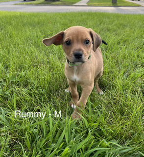 picture of the dog needing adoption