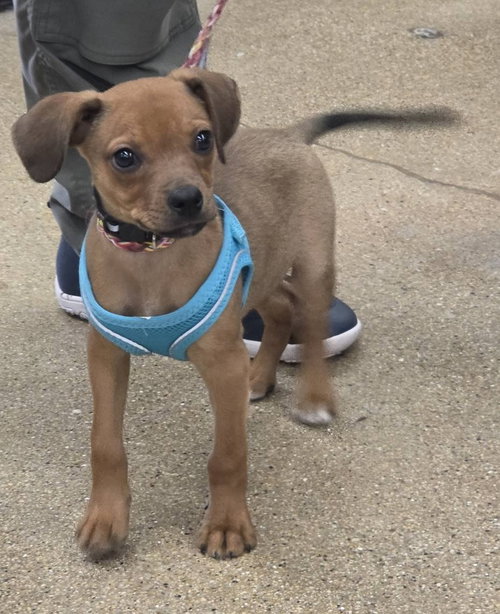 Scrabble, a dog for adoption from Magnificent Mutts Rescue