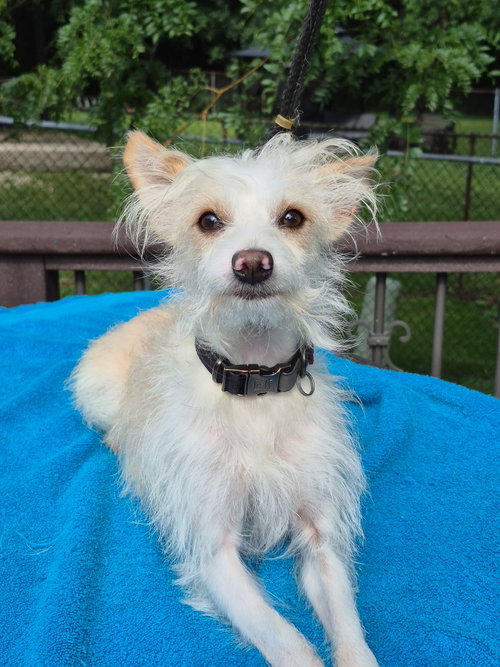 picture of the dog needing adoption