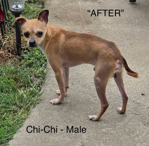 picture of the dog needing adoption
