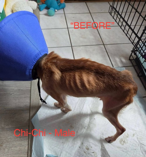 Photo 2 of Chi-Chi