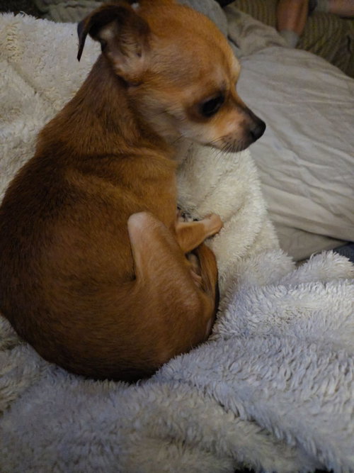 Photo 3 of Chi-Chi