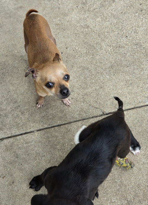 Photo 4 of Chi-Chi