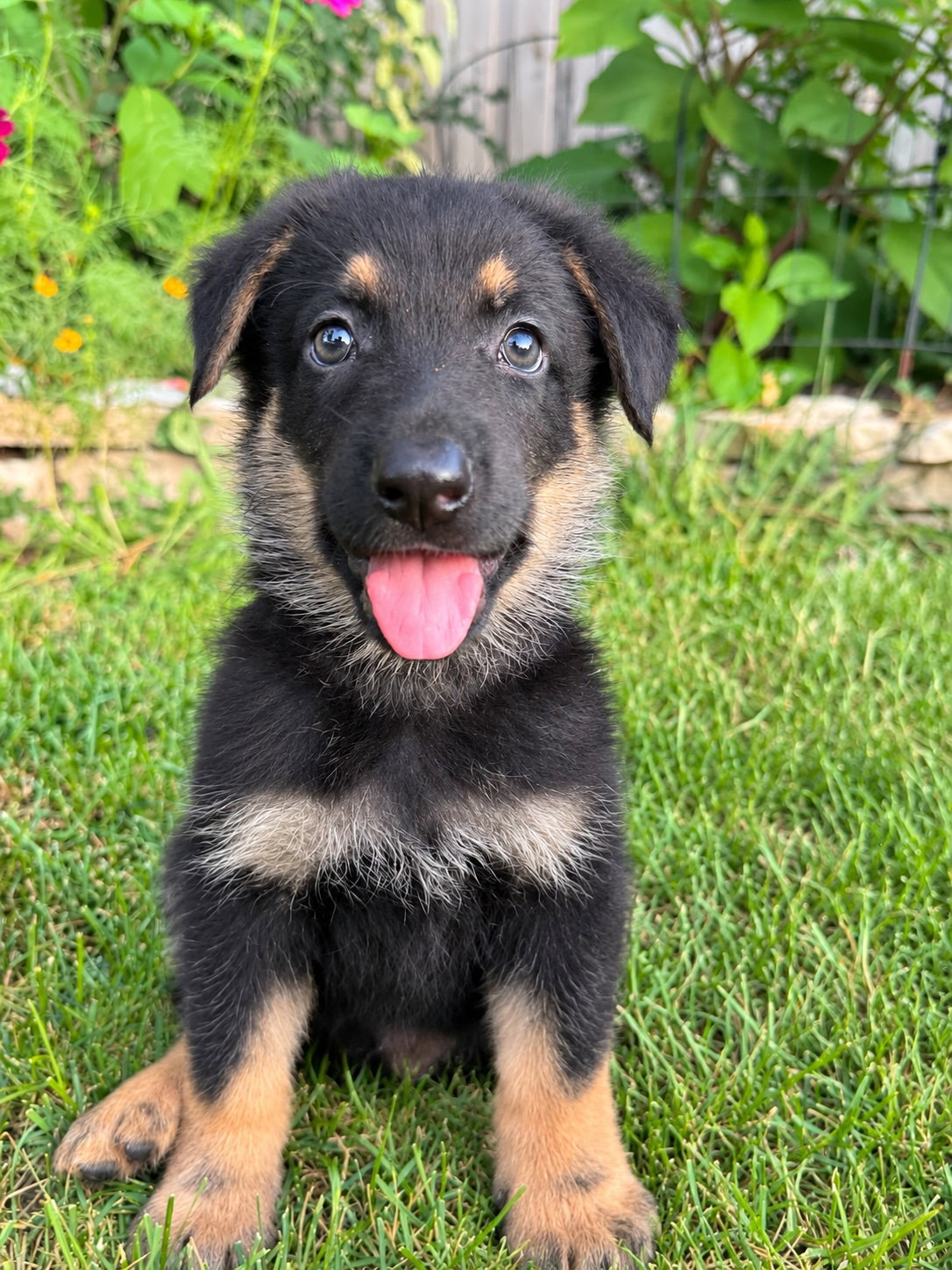 Howloween Hound - PENDING, German Shepherd Dog