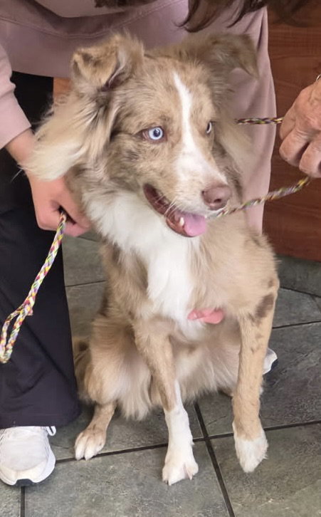Mikey, Australian Shepherd