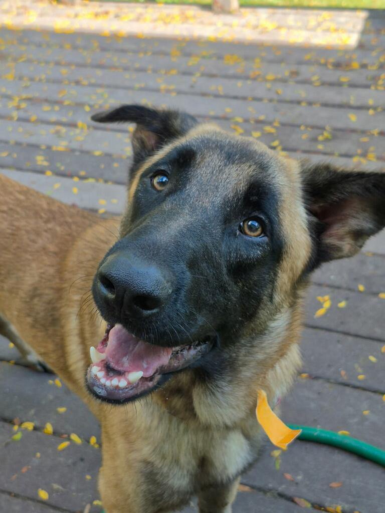 Rupert, Shepherd