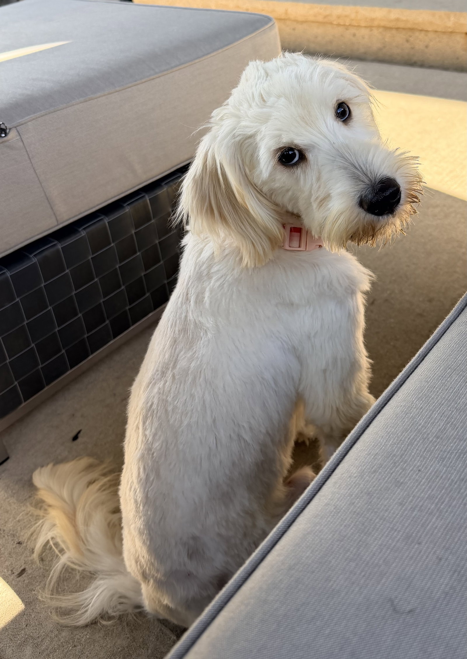 Loki - PENDING, Poodle (unknown type)