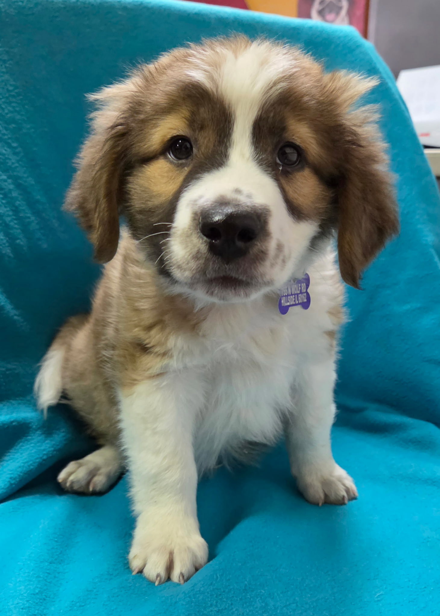 Dillinger, Collie