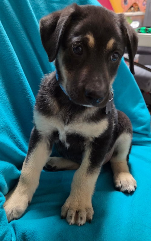 Chipper, a dog for adoption from Magnificent Mutts Rescue