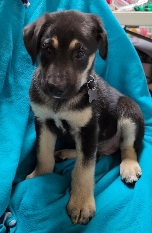 Photo 2 of Chipper