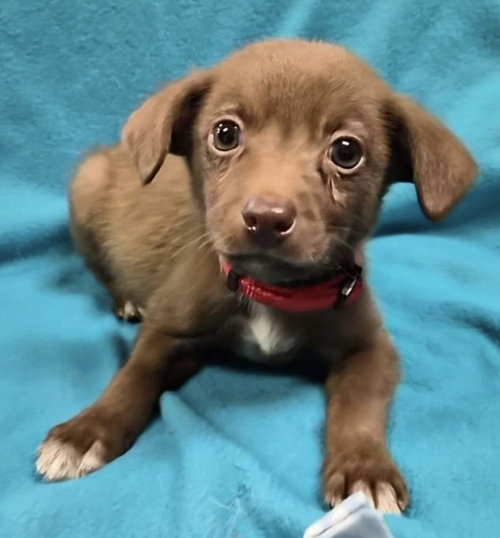 Splinter, a dog for adoption from Magnificent Mutts Rescue