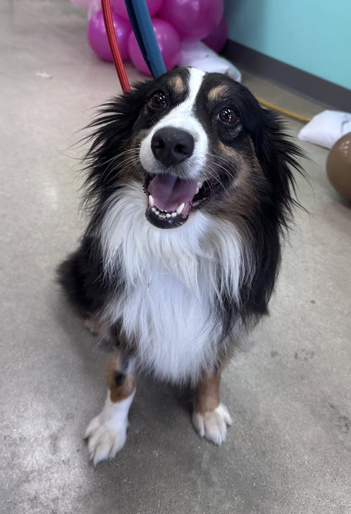 Goose CA, a dog for adoption from Magnificent Mutts Rescue