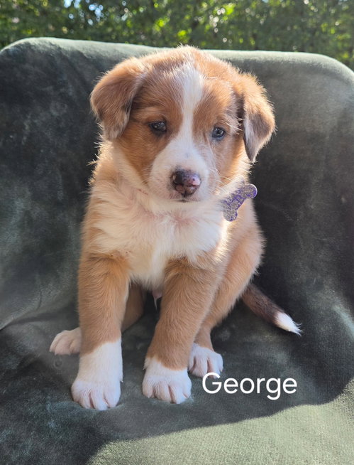 Photo 3 of George