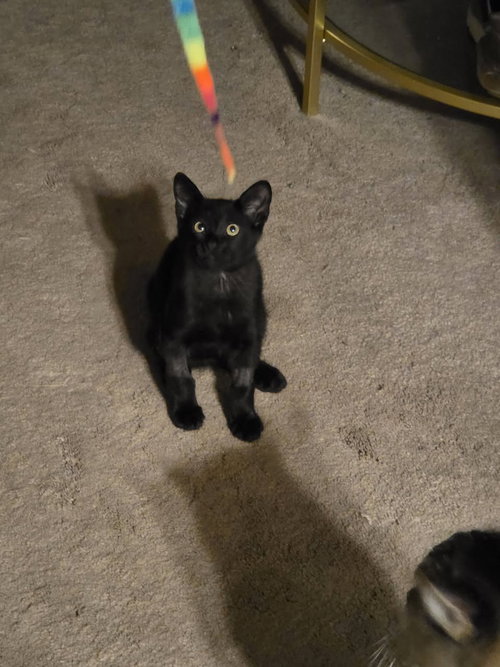 Orzo, a cat for adoption from Magnificent Mutts Rescue