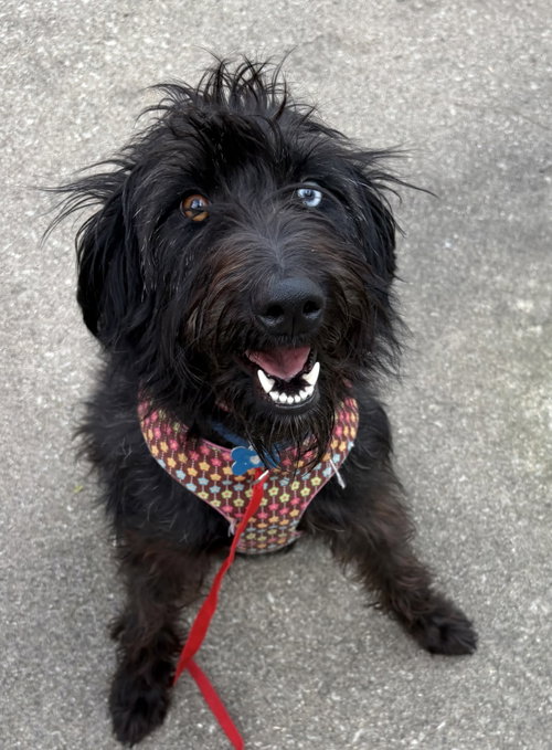 Waffle, a dog for adoption from Magnificent Mutts Rescue