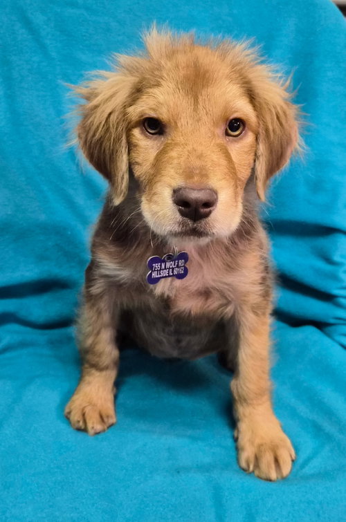 Miss Chestnut, a dog for adoption from Magnificent Mutts Rescue