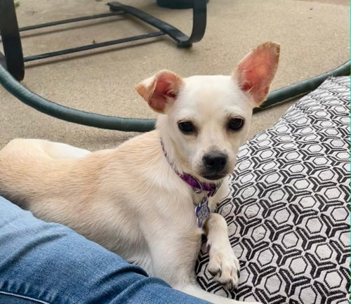 Lilee, a dog for adoption from Magnificent Mutts Rescue