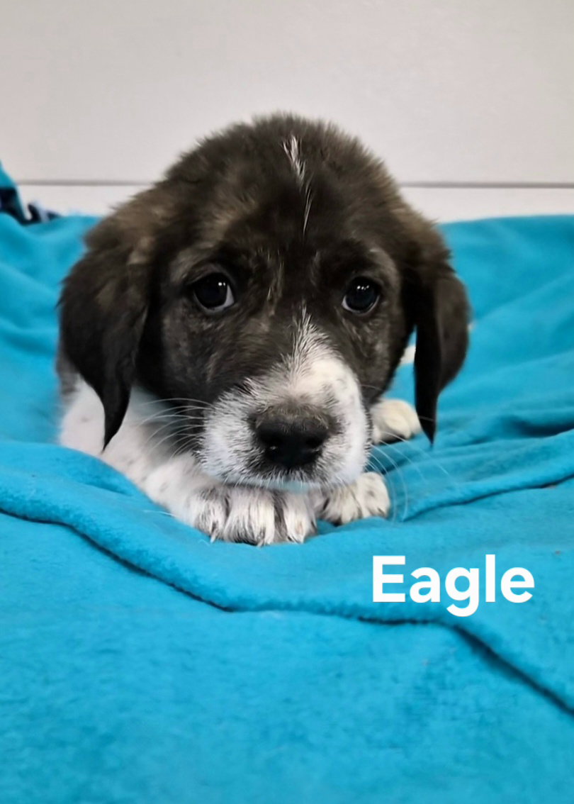 Eagle, photo 3