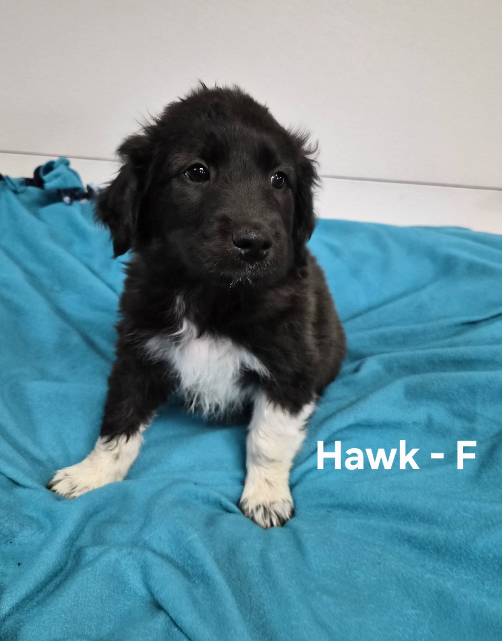 Hawk, photo 3