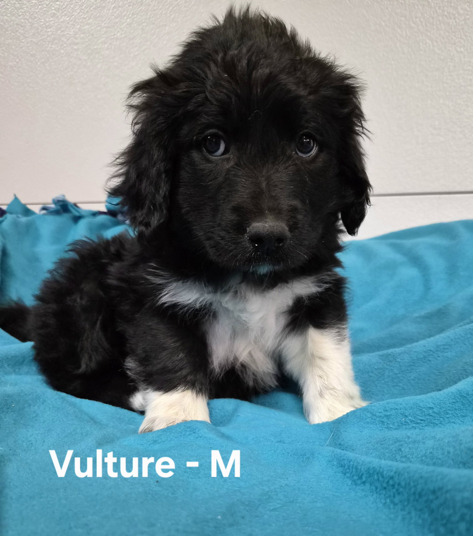 Vulture, photo 4